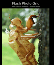 flash网页相册模板昆虫图片展示列表